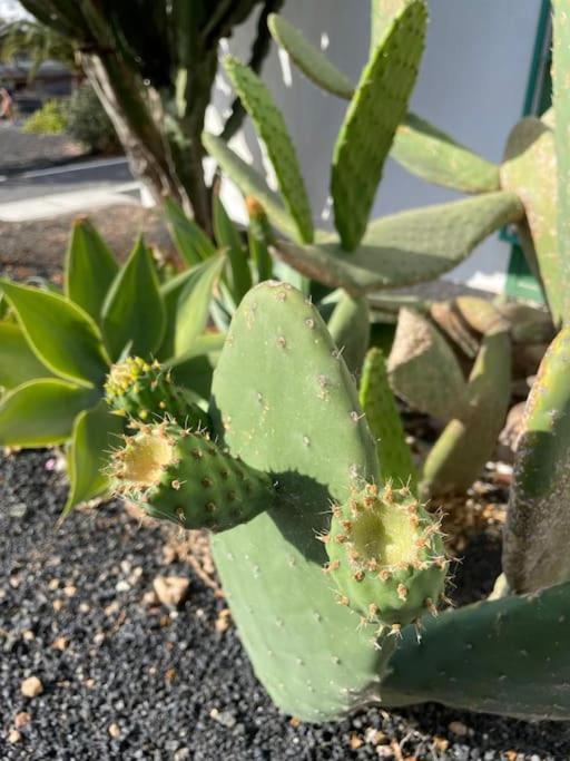 Apartamento Amura En Playa De Las Cucharas Costa Teguise Kültér fotó