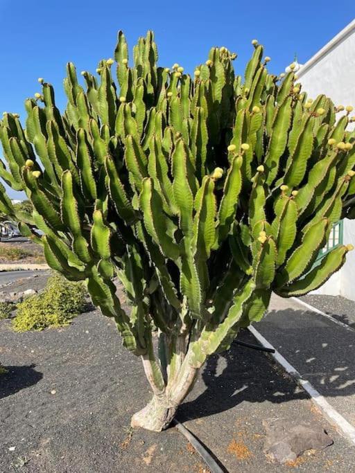 Apartamento Amura En Playa De Las Cucharas Costa Teguise Kültér fotó